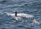 A long distance gray whale fluke from 500-ft up on Cape Foulweather